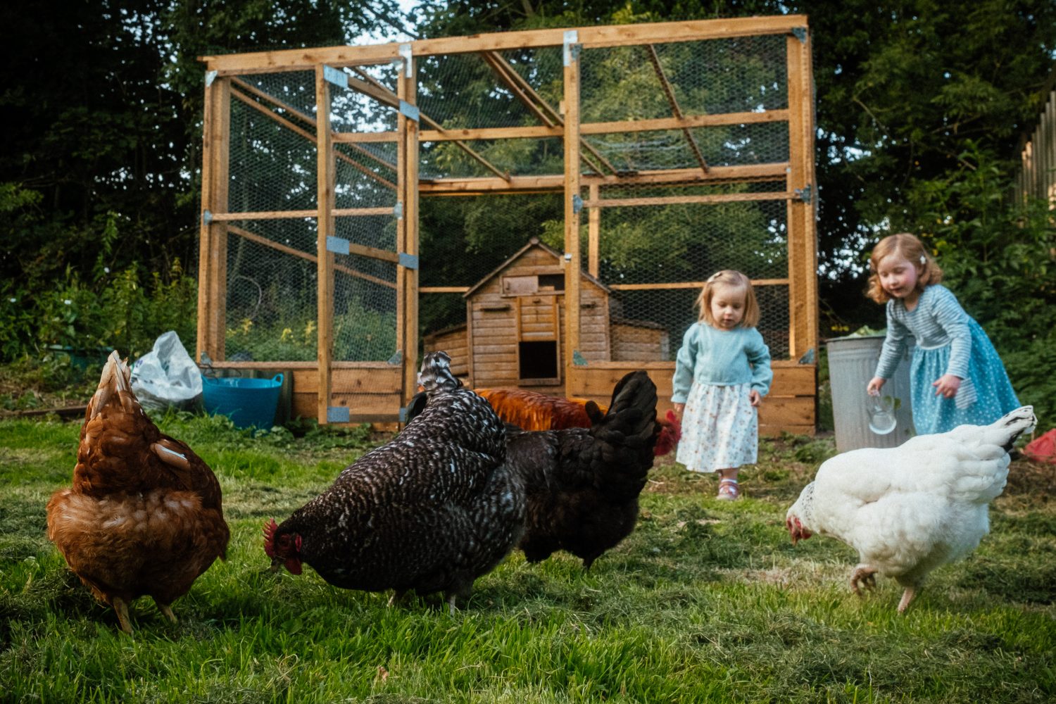 3 Children feeding chickens on family smallholding derbyshire Children feeding chickens on family smallholding derbyshire