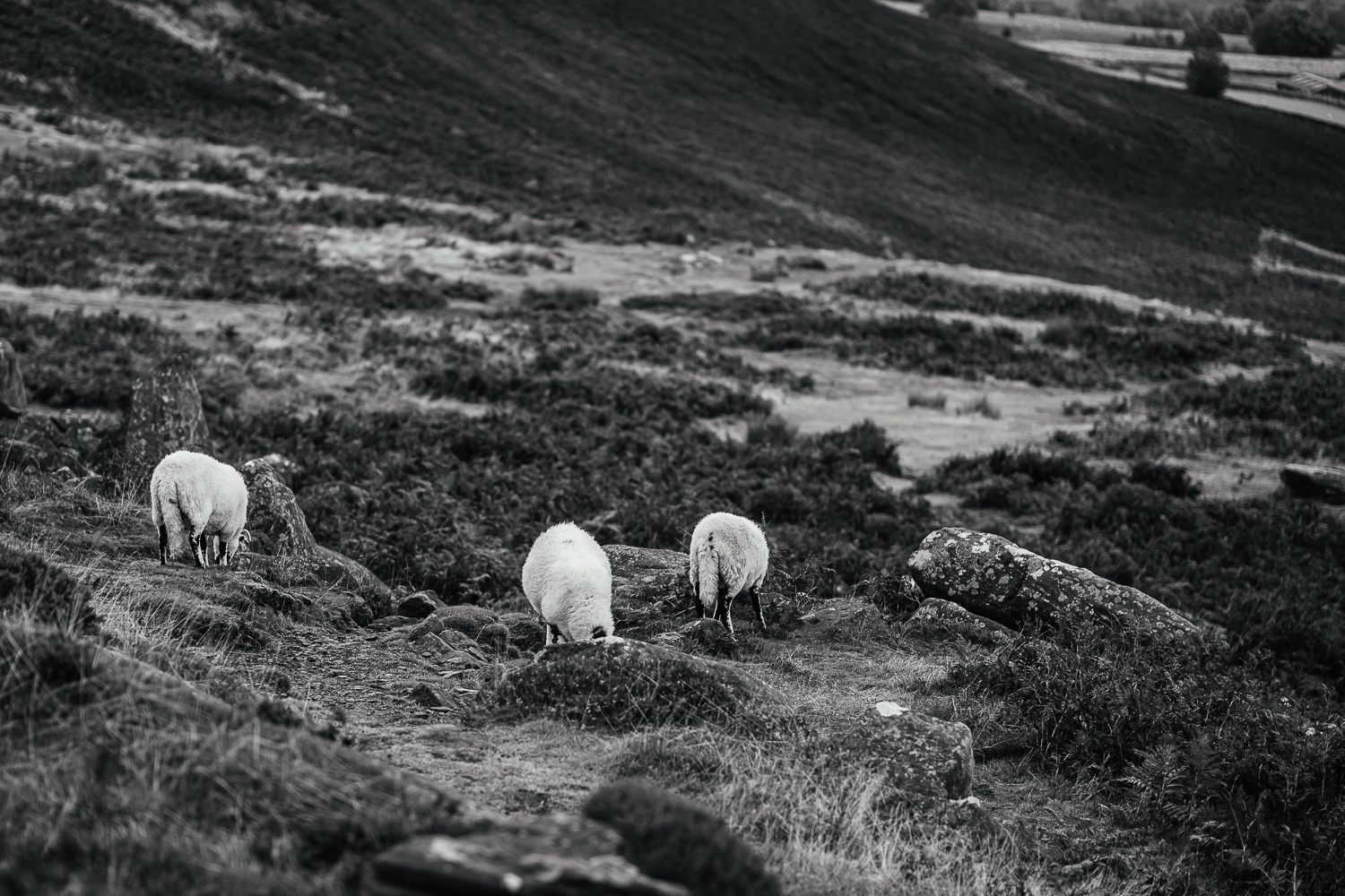 Blog - Jack & Sasha proposal shoot-002 svg+xml;charset=utf